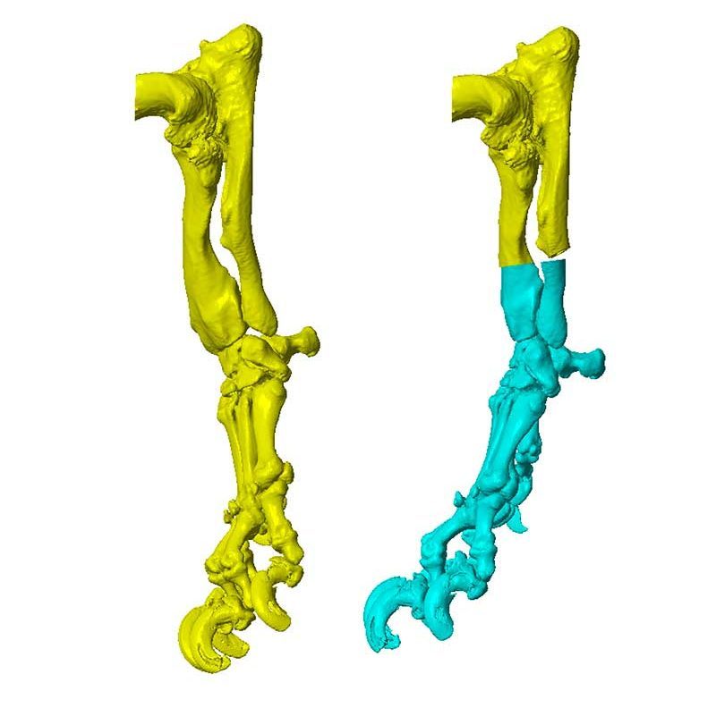 Angular Limb Deformity Dog: Deformities Treatment in Dogs