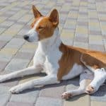 dog with broken bandaged hind feet