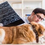 golden retriever dog in vet clinic