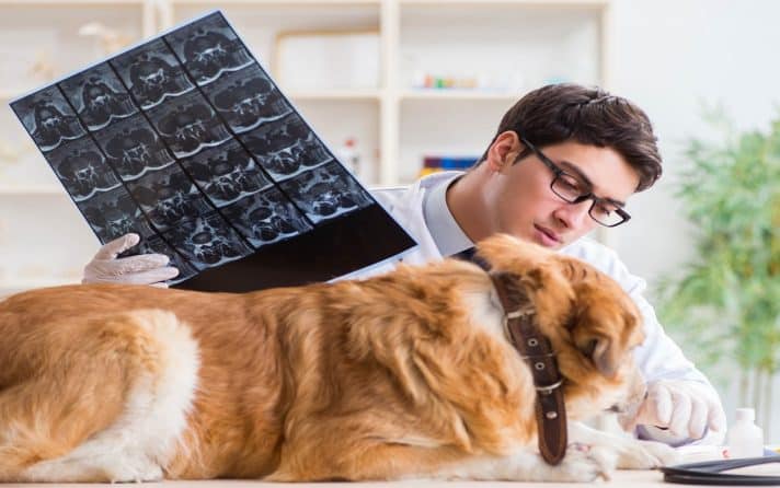 golden retriever dog in vet clinic