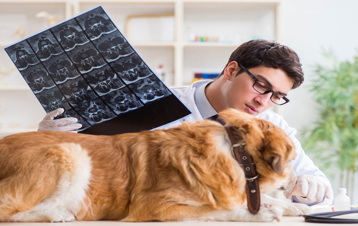 golden retriever dog in vet clinic